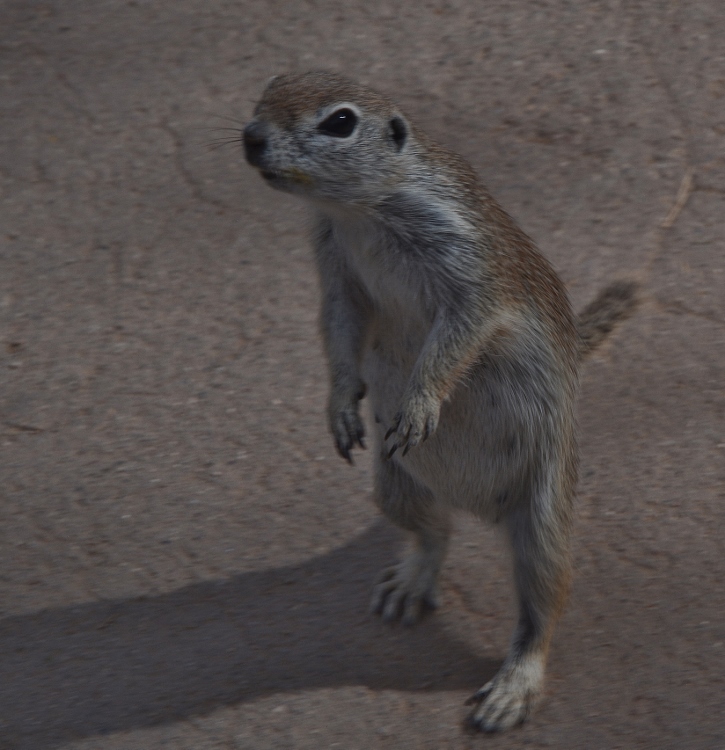 round-tailed ground squirrel